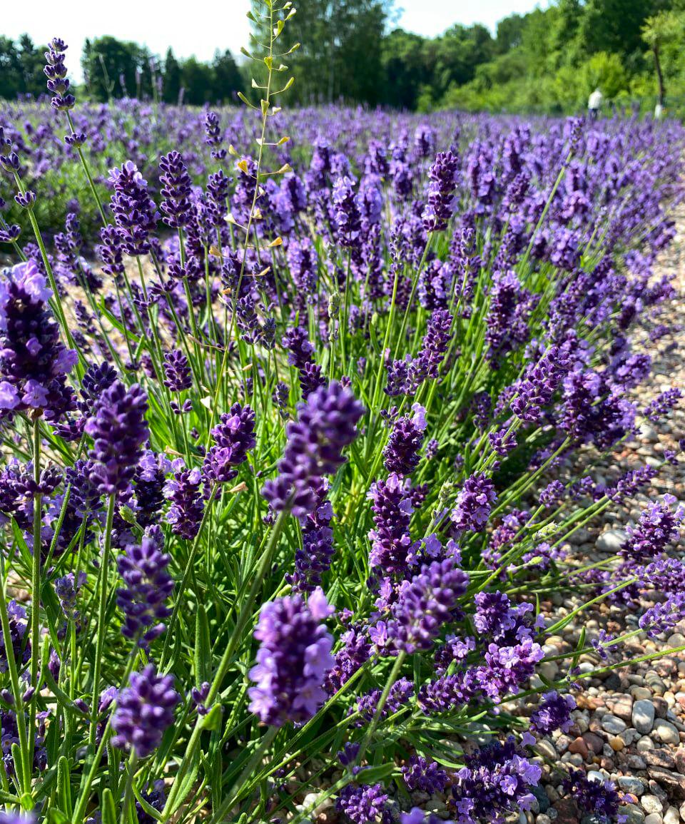 Lavender is in full bloom at the Botanical Garden in Minsk
