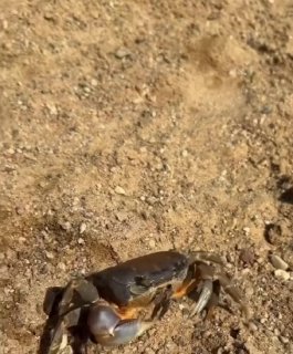 Krab zauważony w zbiorniku Cnyanskim