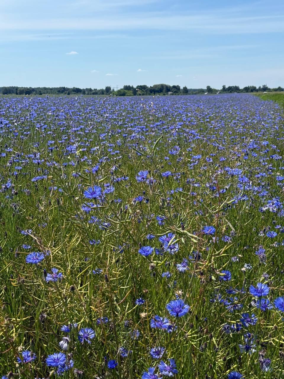 Vast field of cornflowers spotted in Minsk Region