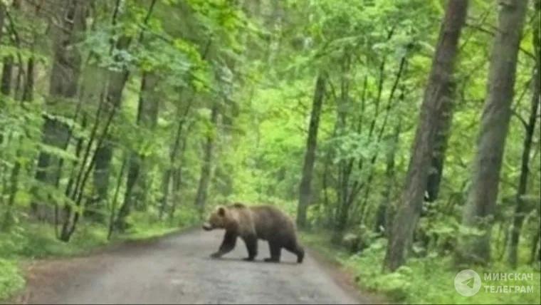 Bear spotted in Zhdanovichsky rural council near Kryzhovka village