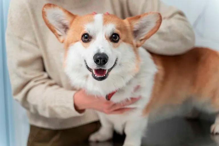 Most Popular Dog Breeds Among Youth in Belarus