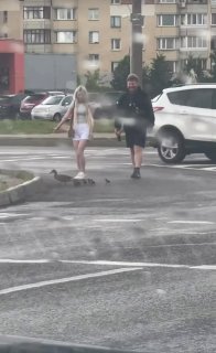 Another duck family safely crosses the road in Minsk