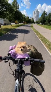 The cutest ride of the day: girl bikes around Minsk with her dog in the basket