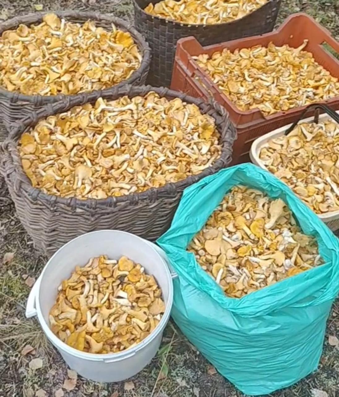 In Polotsk district, mushroom pickers collected 72 kg of chanterelles in one day