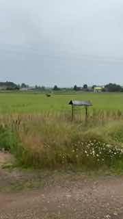 Elk spotted crossing a field near Zaозерье village in Logoysk district