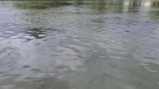 Giant red-eared turtle spotted in Svisloch River in central Minsk