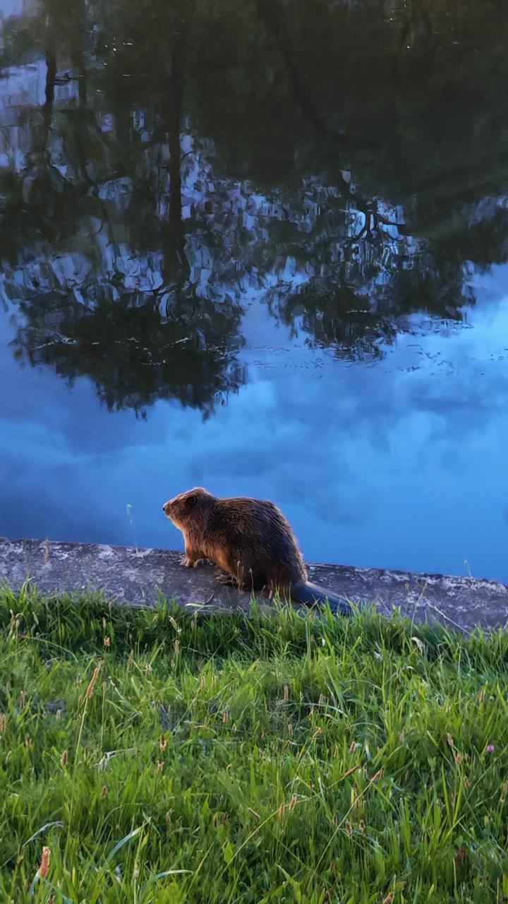 Beavers spotted right in the center of Minsk