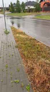 A hare was spotted in Smolevichi, hurrying about its business
