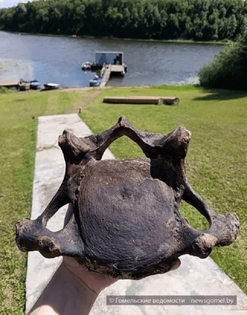 A Gomel recuperati dal fiume resti di mammut e bisonte antico