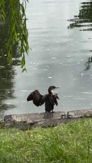 A bird without a wing spotted near 'Trudovye Rezervy' in Minsk