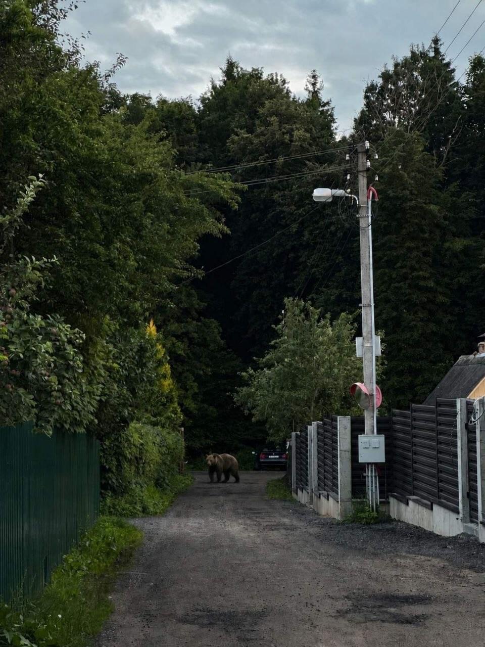 Bear spotted near dachas near Ratomka in Minsk district