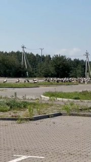 Dozens of storks gather at Lesnoe Cemetery in Minsk