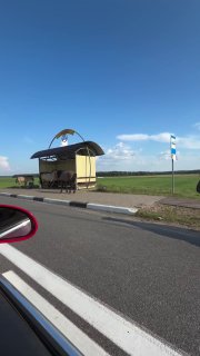 Wild horses spotted on M6 highway from Minsk to Hrodna