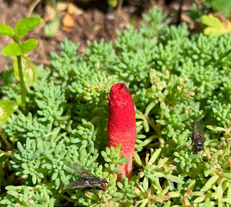 Unusual mushroom found near Minsk