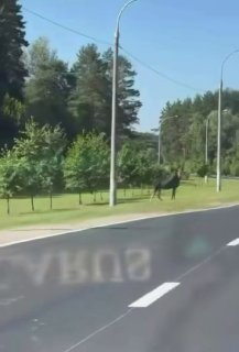 Stsepankas maanteel karu roosia ruletti mängimas