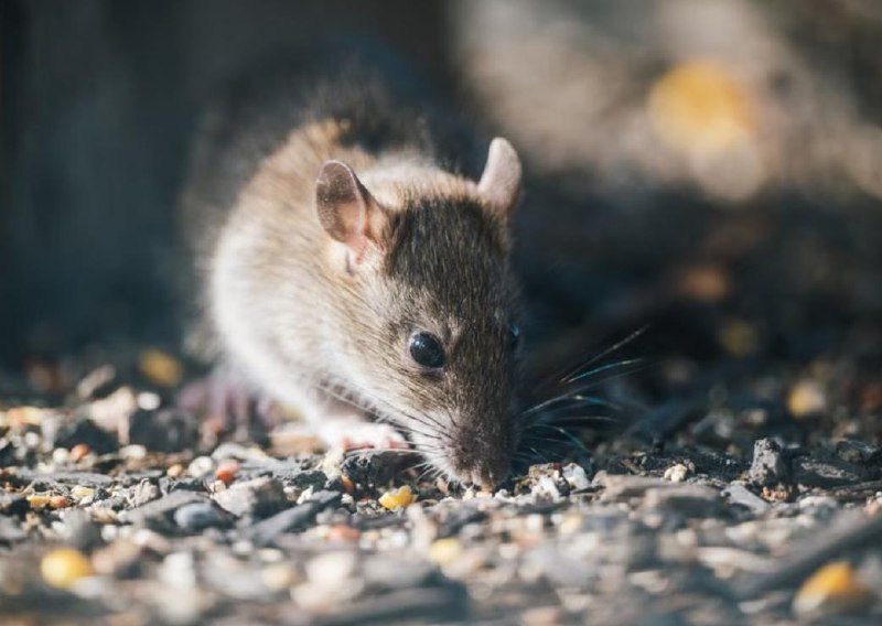 After rat video near Mak by on Shugayeva Street, restaurant inspected by sanitation service
