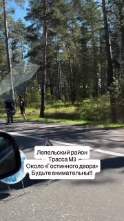 Łoś potrącony na trasie M3 w rejonie liepelskim