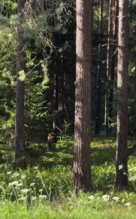 Un oso pasea por Logoisk