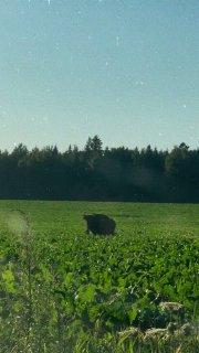 Young bison filmed with beet in its mouth near Minsk