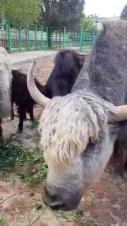 Grodno Zoo Welcomes New Yak Calf Named Snowflake