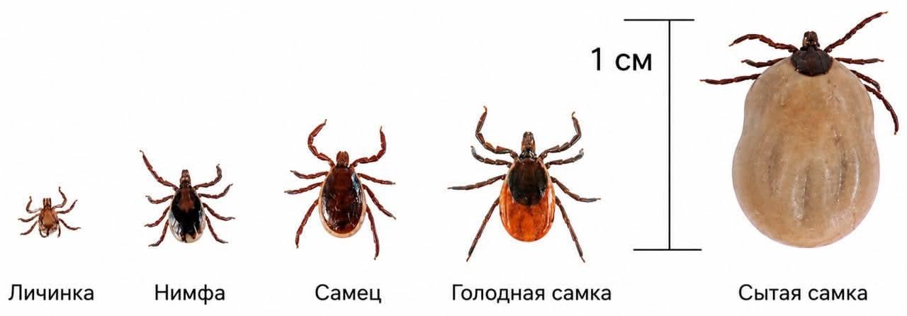 Belarus Health Ministry warns of new surge in tiny tick activity