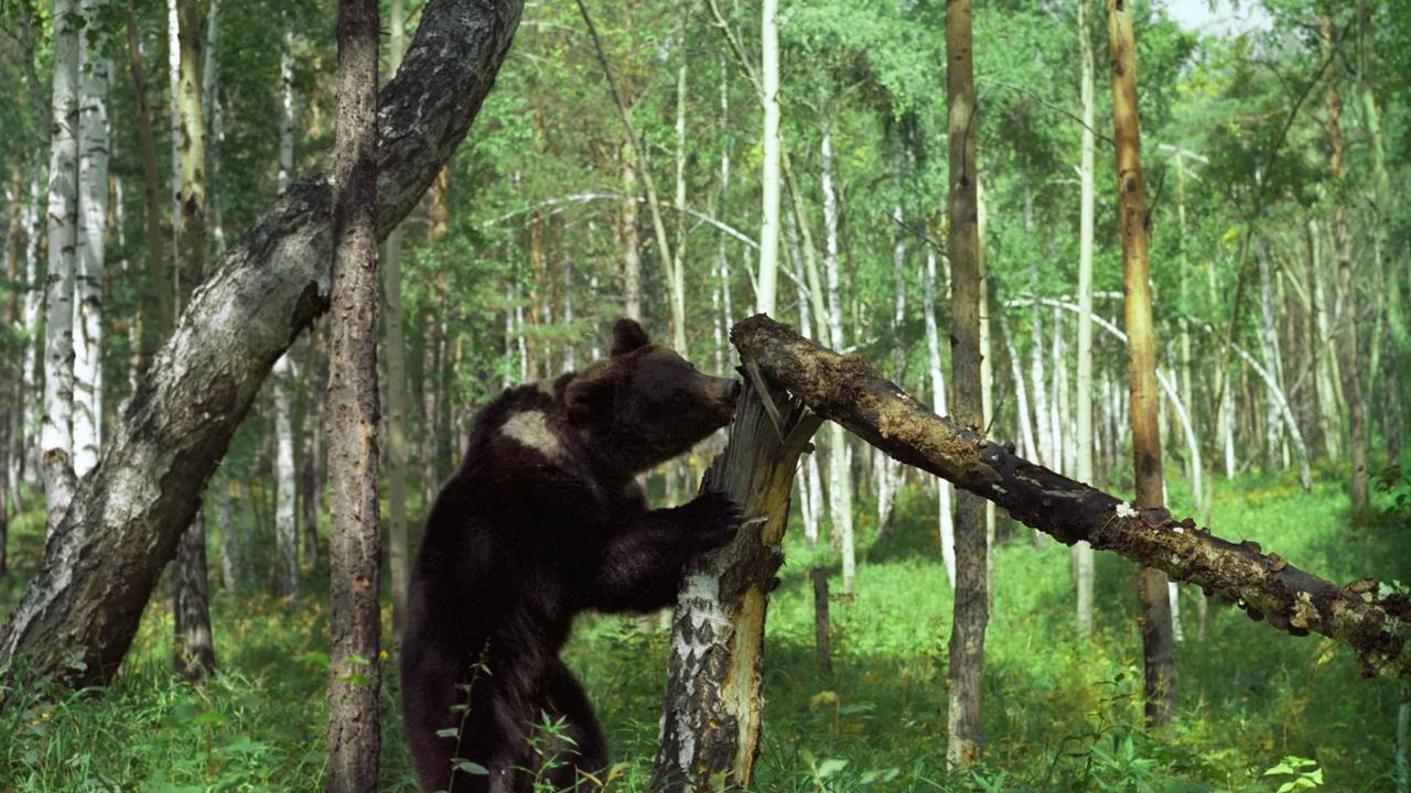 Bear hunting season in Belarus opens July 1