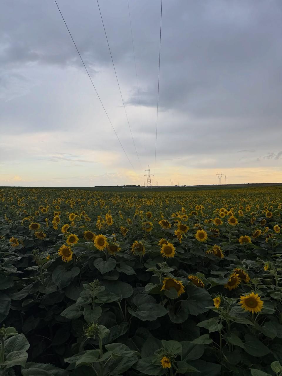 Beautiful sunflower field found in Minsk Region near Mir