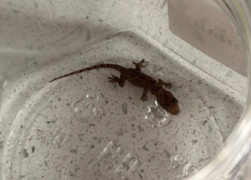 Minsk woman brings back live gecko from Zanzibar vacation