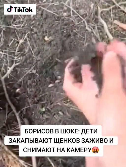 Cruel video of puppies being buried surfaces online — police launch probe