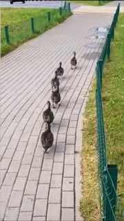 Most disciplined ducks spotted near 'Santa' on 9th km of Moscow Highway