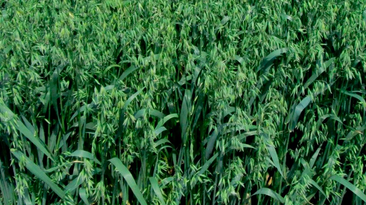 Belarus develops new oat variety 'Metar'