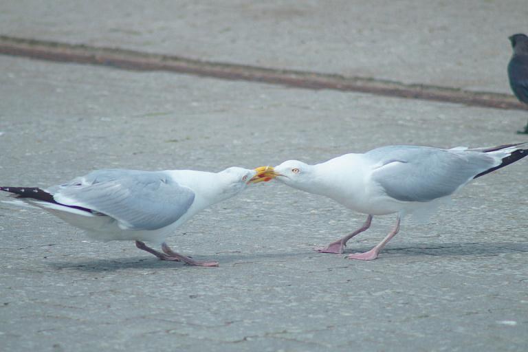 Minsk under seagull attack again — ecologists advise on reducing their numbers