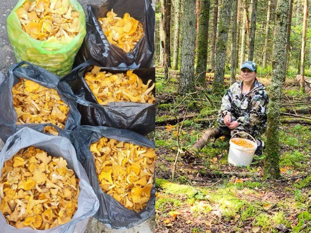 Woman from Lesnoy and family gather 72 kg of chanterelles in five hours
