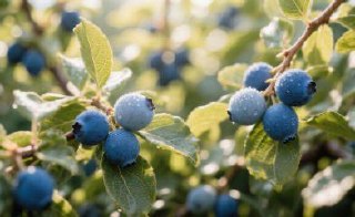 Blueberry picking available near Minsk on August 3