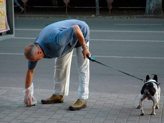 Fines up to 675 rubles for not cleaning after your dog