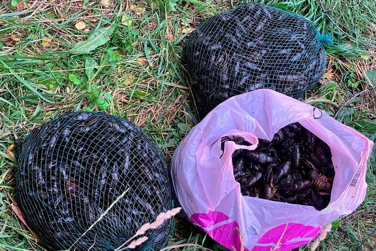 Poacher caught 740 protected crayfish in Mstsislaw district