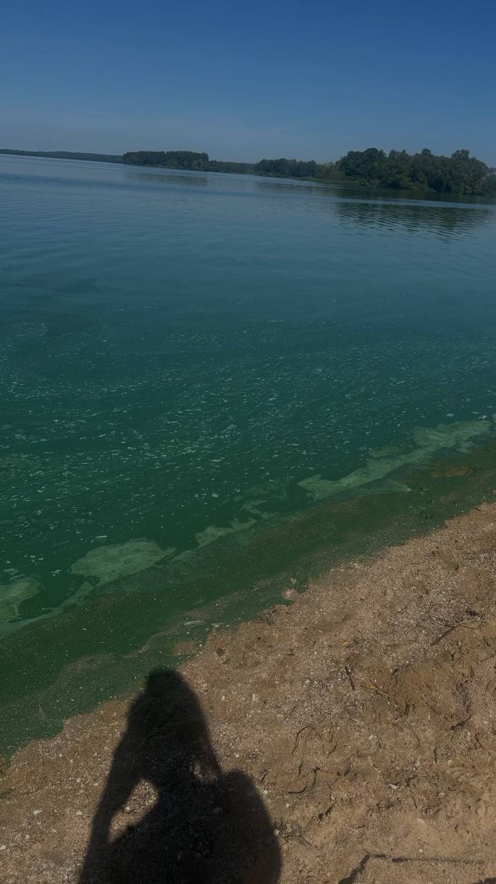 Water at the 5th beach of Minsk Sea is blooming and smells strongly