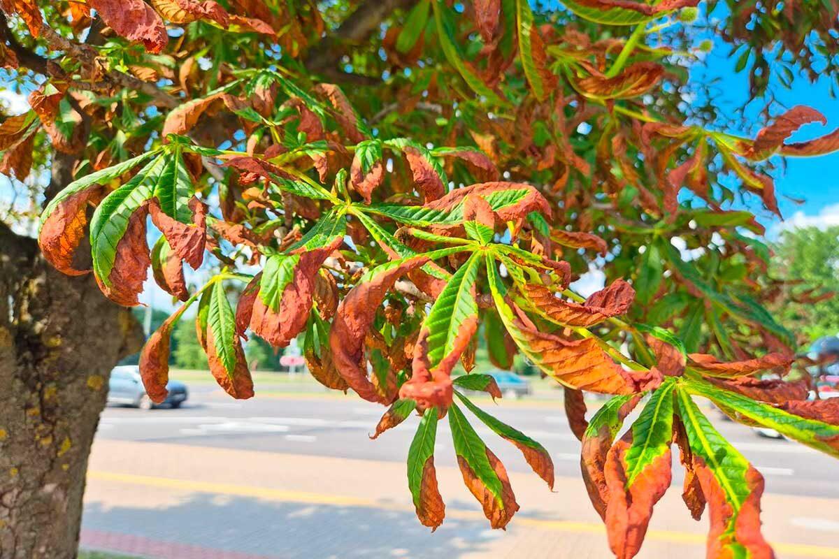 In Minsk, chestnut trees are dying en masse — leaves yellowing and drying in June