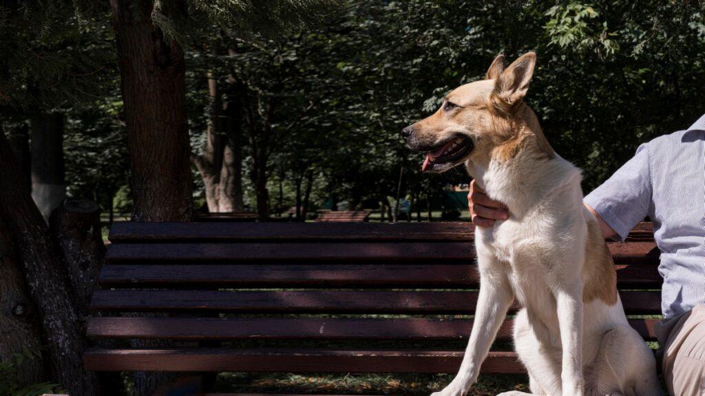 Authorities explained where dog tax money will go in Belarus