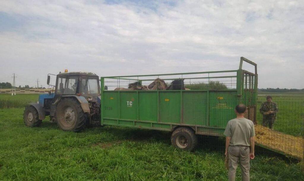 Tarpan-like horses relocated from 'Dovbeni' stop on M6 to Naliboki Reserve