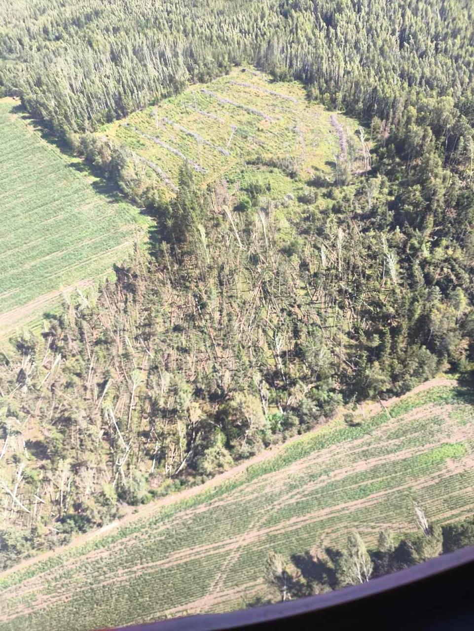 This is what the forests in our region look like after the recent storm
