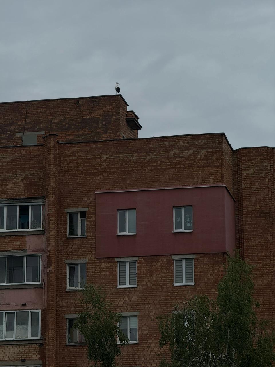 Storks settle on the roof of a house on Shishkina, 28
