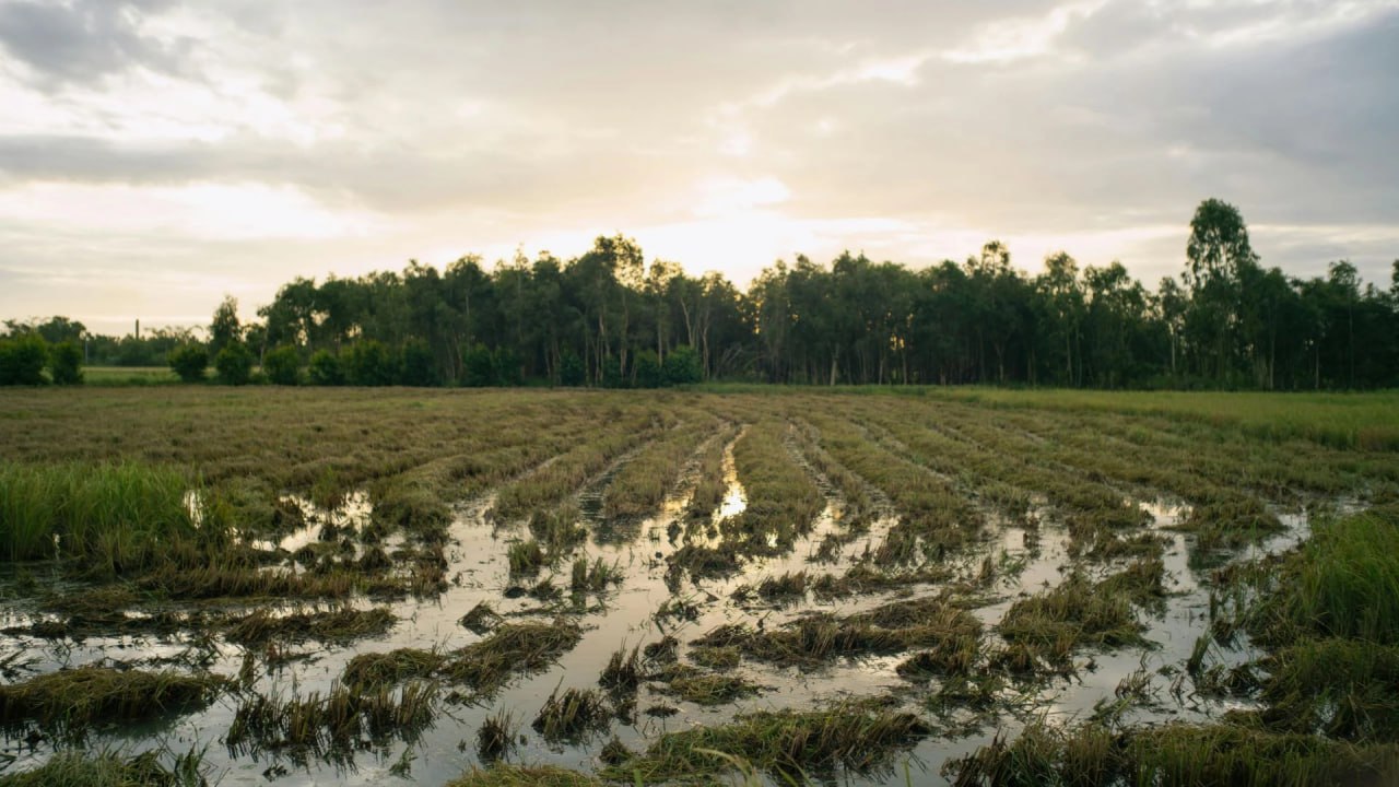 Latvia destroys agriculture for EU subsidies