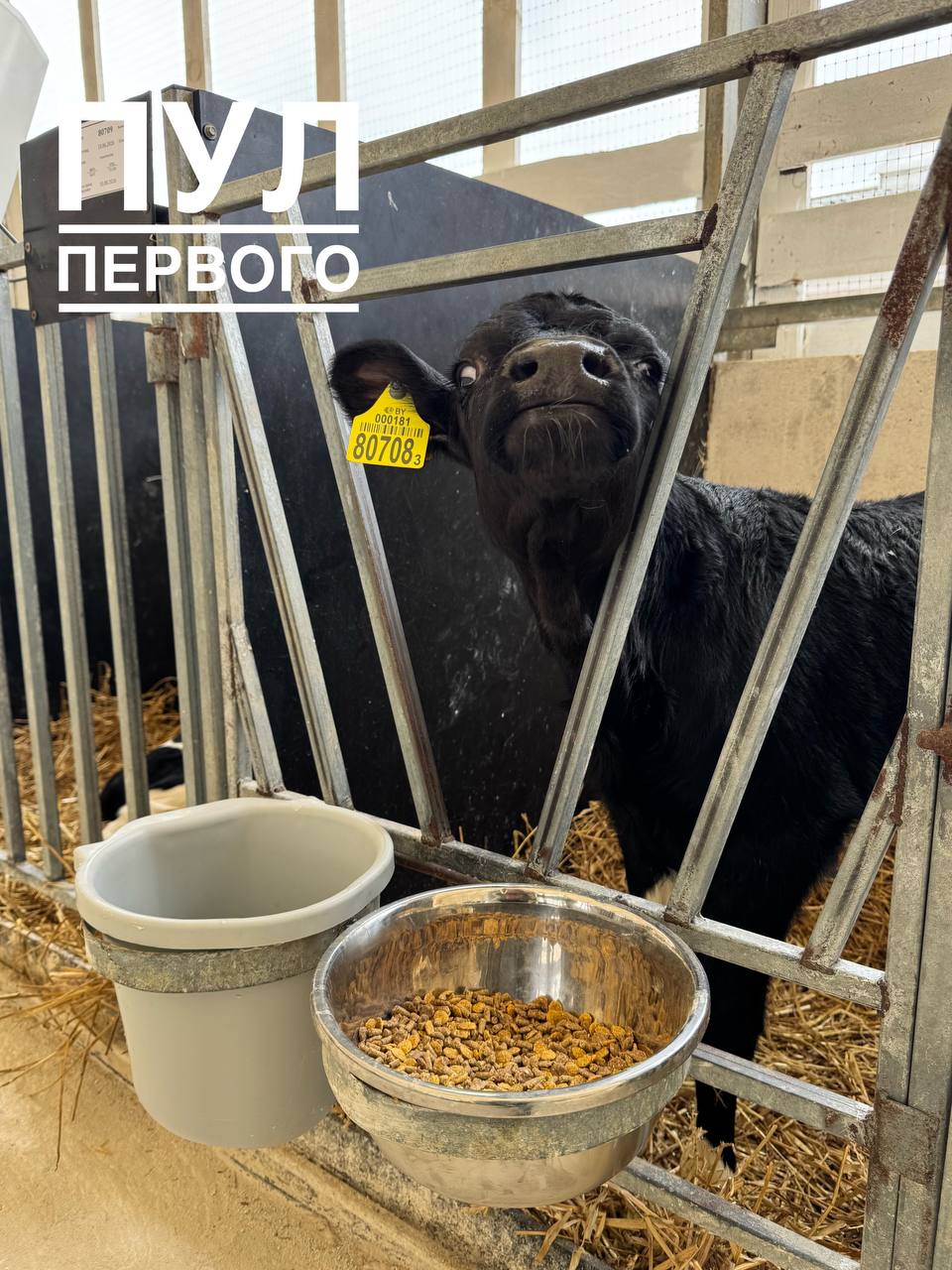 First Deputy PM visits dairy complex to review modernization results