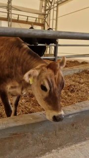 There's new addition to the President of Belarus's farm — a Jersey cow named Musya