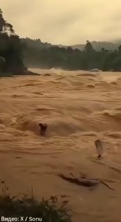 Un elefante salva un uomo da una corrente impetuosa in Nepal