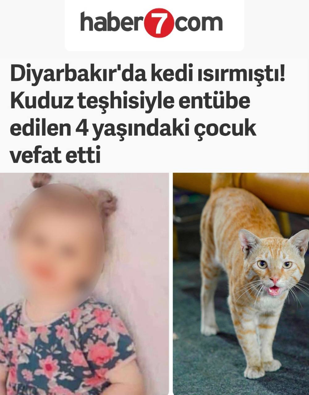 4-year-old girl in Turkey dies of rabies after stray cat bite