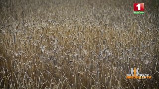 Minsk Region Completes Main 2026 Grain Harvest, Leads Belarus
