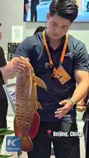 China unveils lifelike robotic fish at CIFTIS exhibition