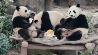 Panda family in Hong Kong treated to moon-shaped cookies and festive delicacies